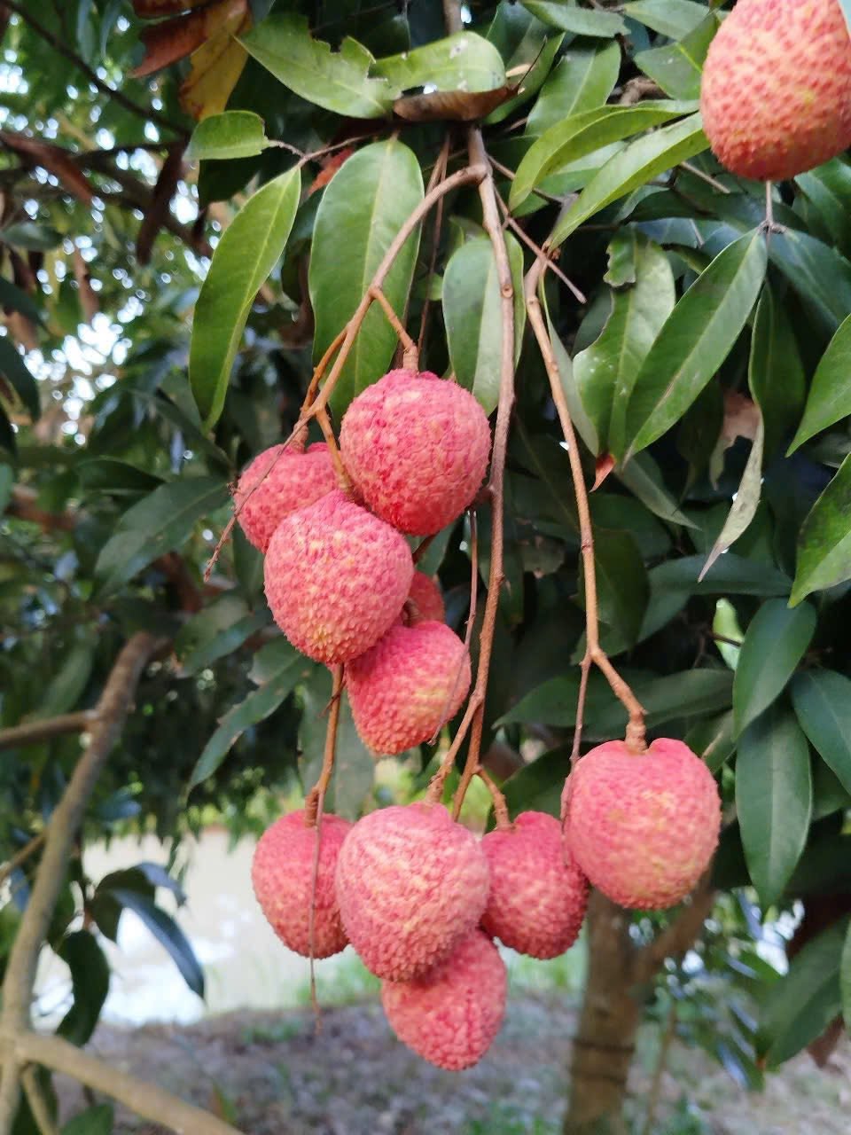 Trái cây tươi mỗi ngày