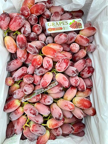Nho đỏ hoàng hậu