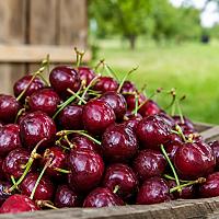 Cherry